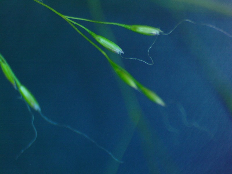 Elliott's Bentgrass photo 4