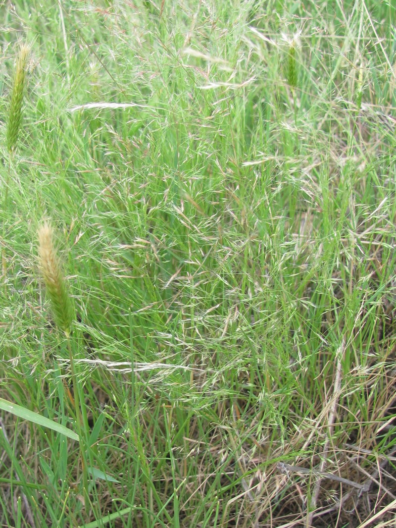 Elliott's Bentgrass photo 5