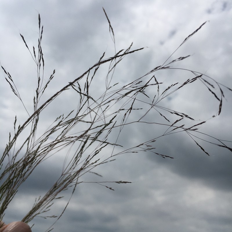 Elliott's Bentgrass photo 6