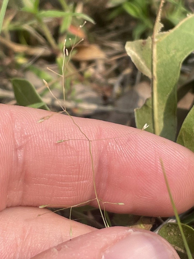 Elliott's Bentgrass photo 8