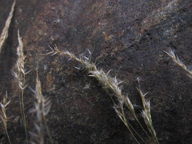Agrostis emirnensis