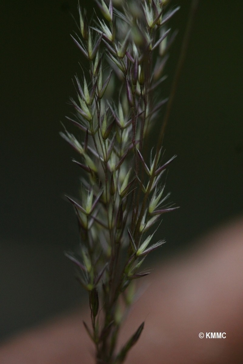 Agrostis emirnensis photo 2
