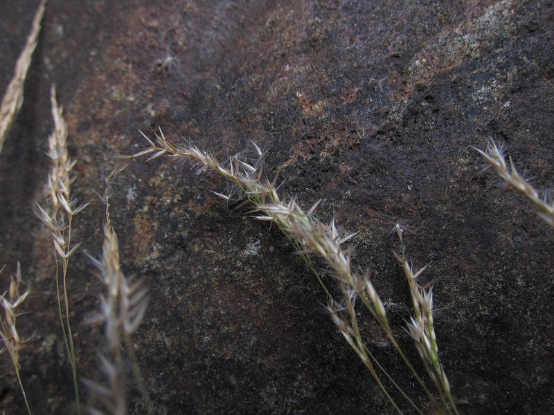 Agrostis emirnensis photo 4