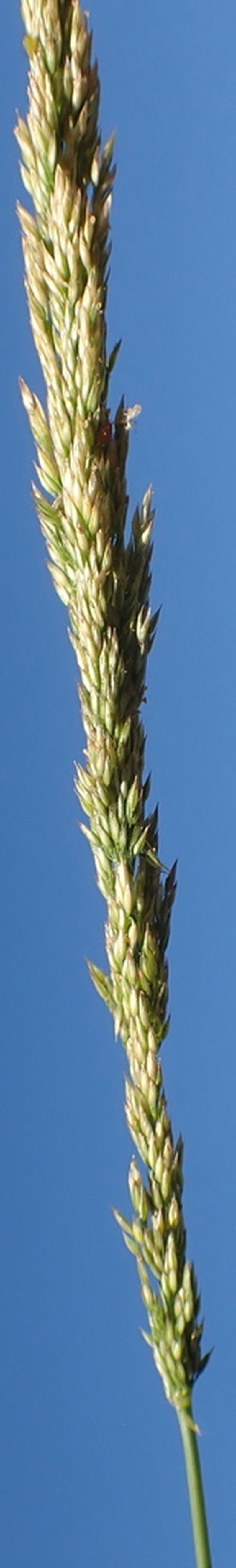 Spike Bentgrass photo 2