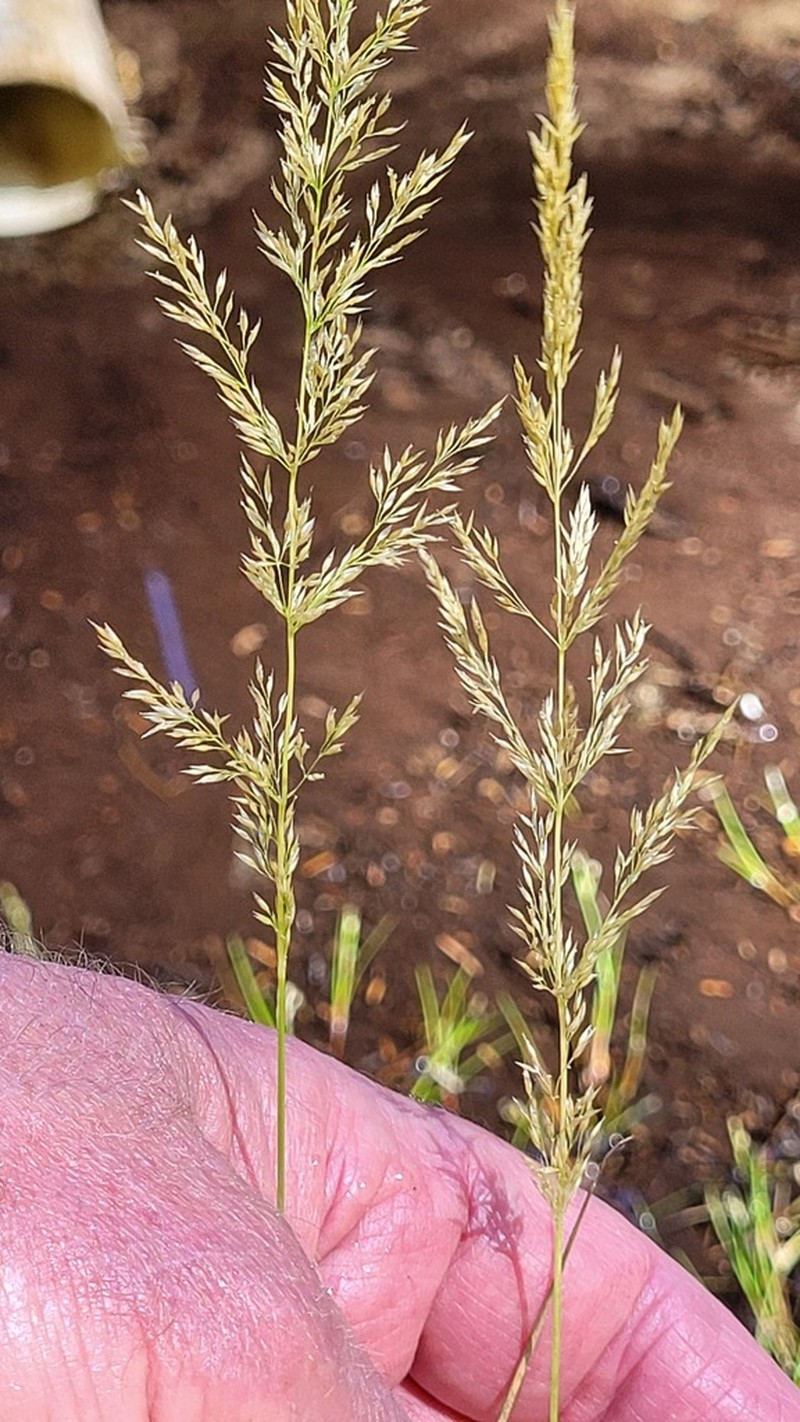 Spike Bentgrass photo 3