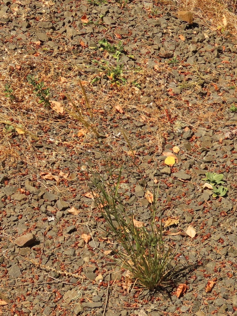Spike Bentgrass photo 4