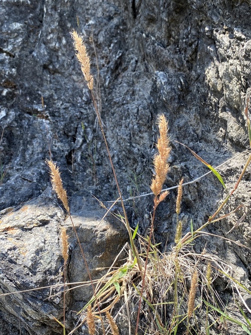 Spike Bentgrass photo 6