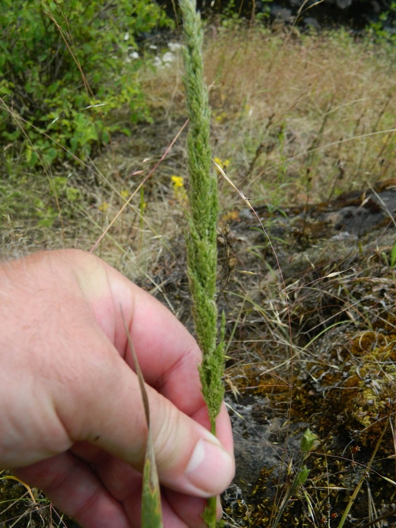 Spike Bentgrass photo 7