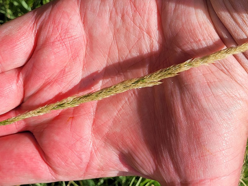 Spike Bentgrass photo 8