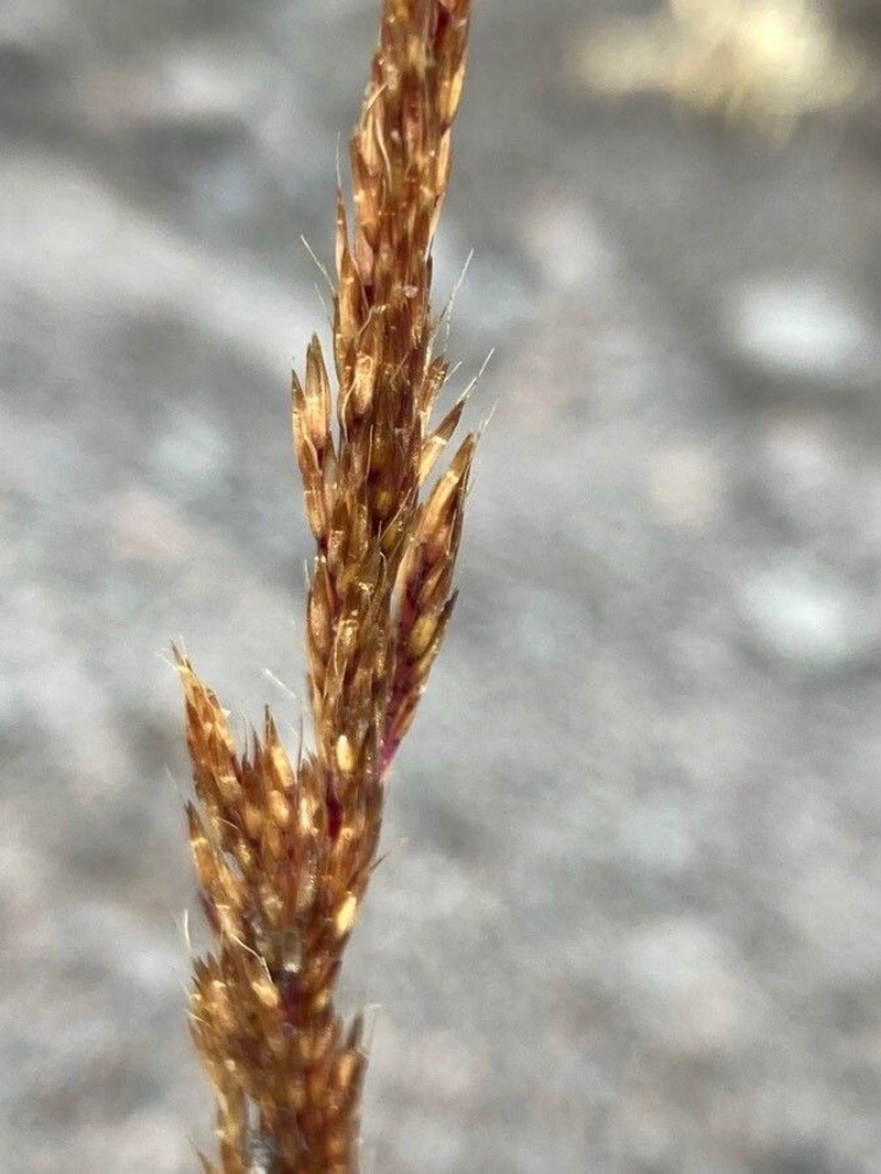 Agrostis foliata photo 2