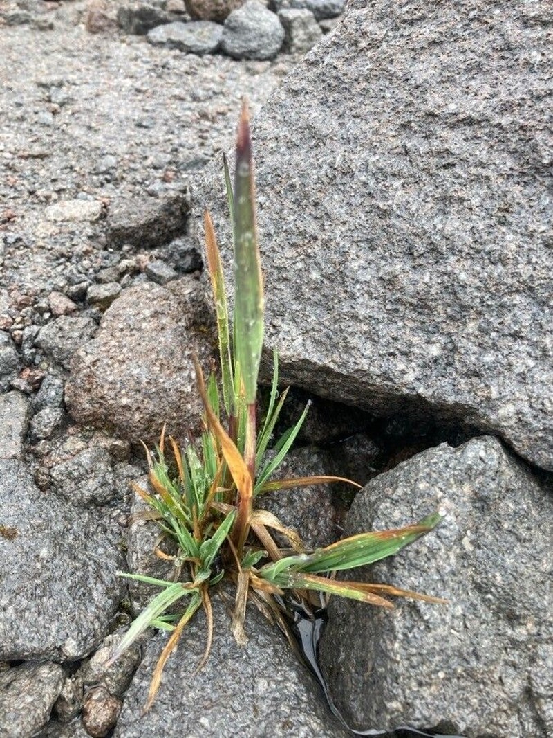 Agrostis foliata photo 3