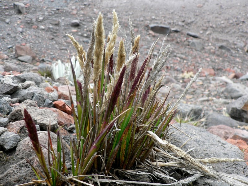 Agrostis foliata photo 4