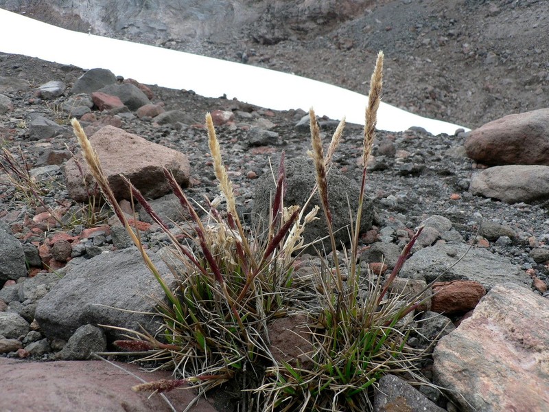 Agrostis foliata photo 5