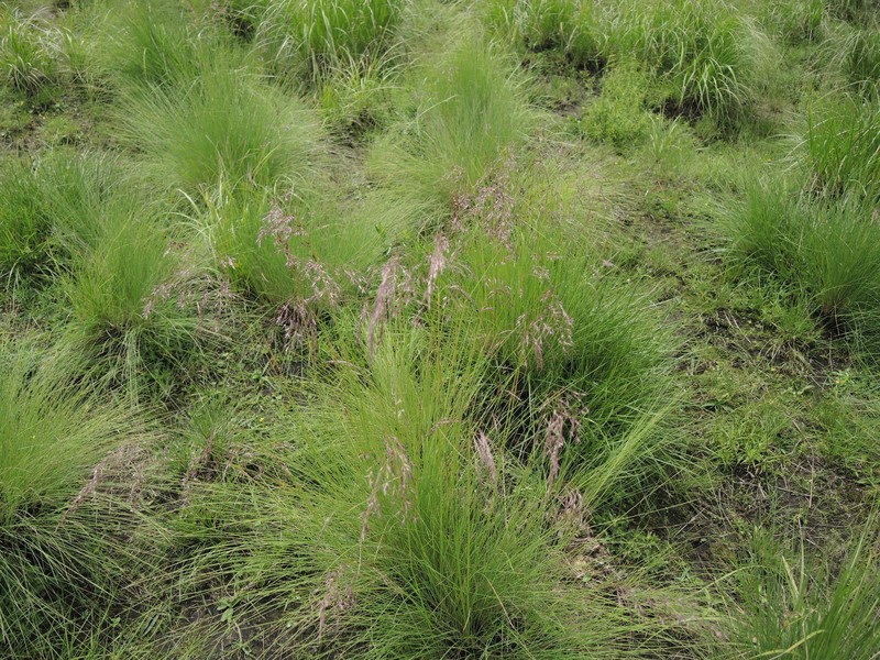 Agrostis ghiesbreghtii photo 2