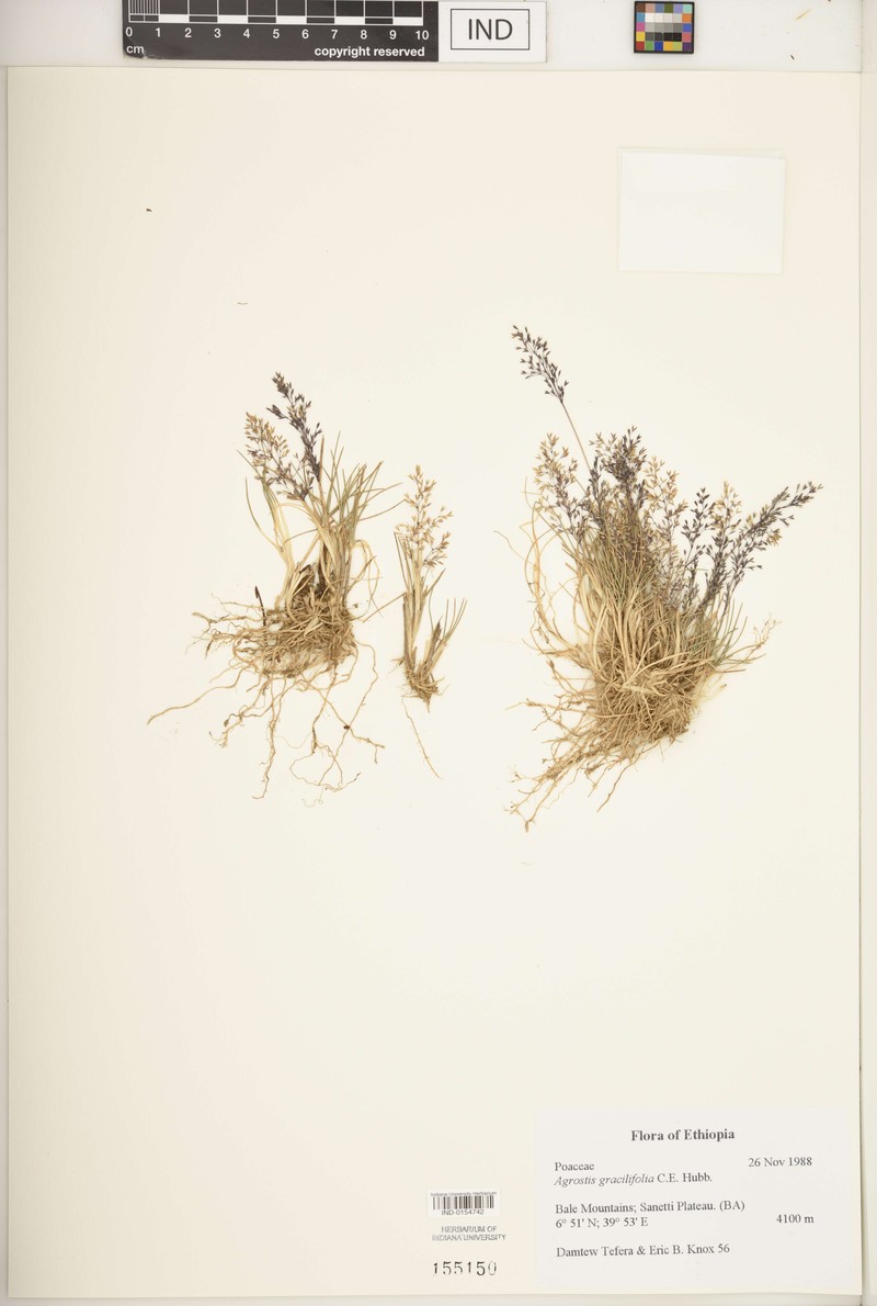 Agrostis gracilifolia