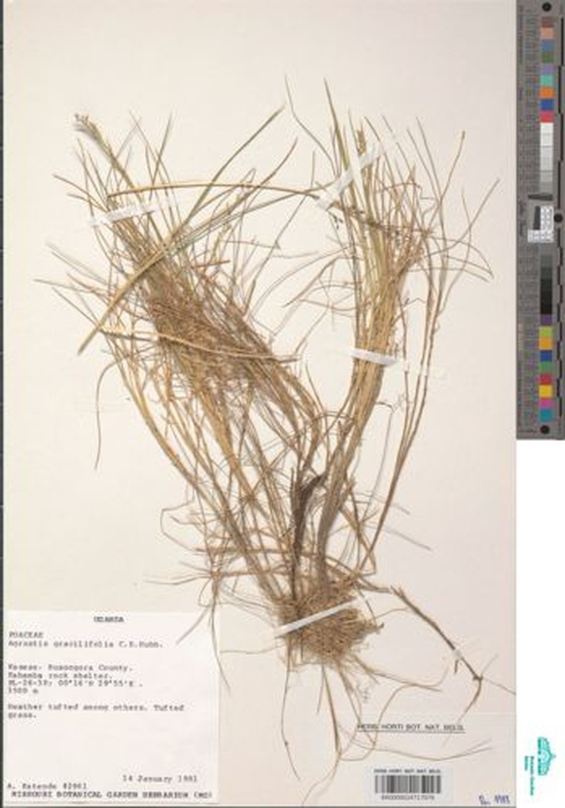 Agrostis gracilifolia photo 2