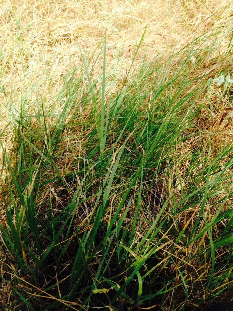 Hall's Bentgrass photo 2