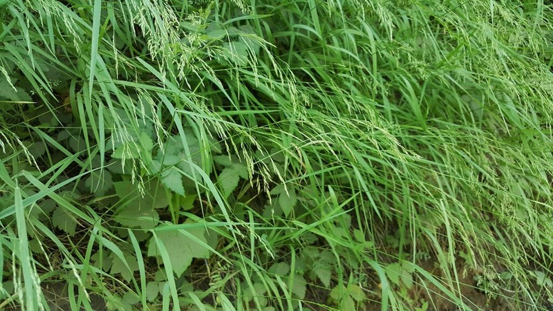 Hall's Bentgrass photo 4