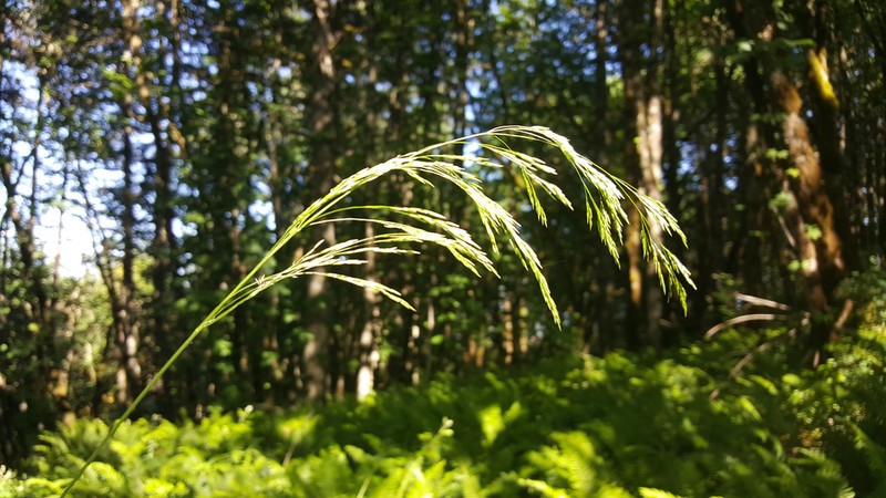 Hall's Bentgrass photo 6