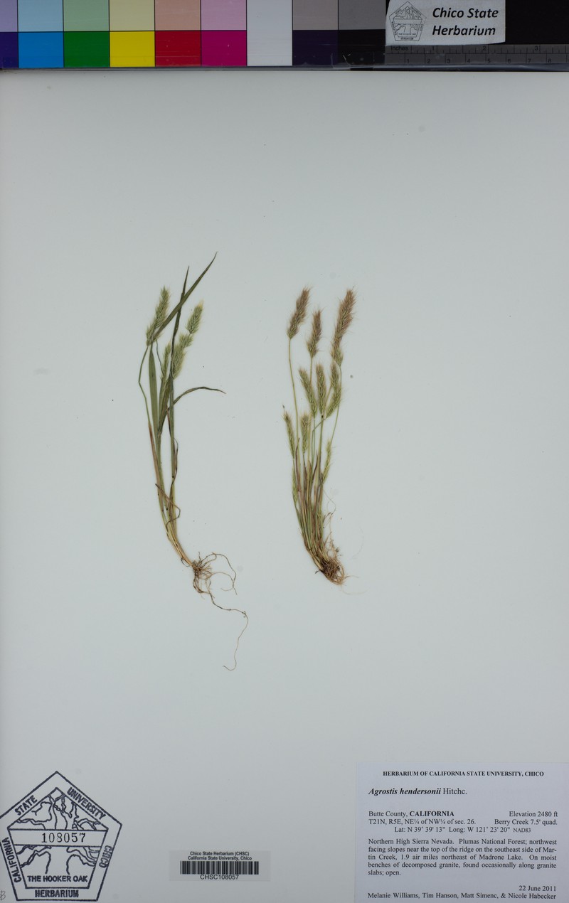 Henderson's Bentgrass photo 2