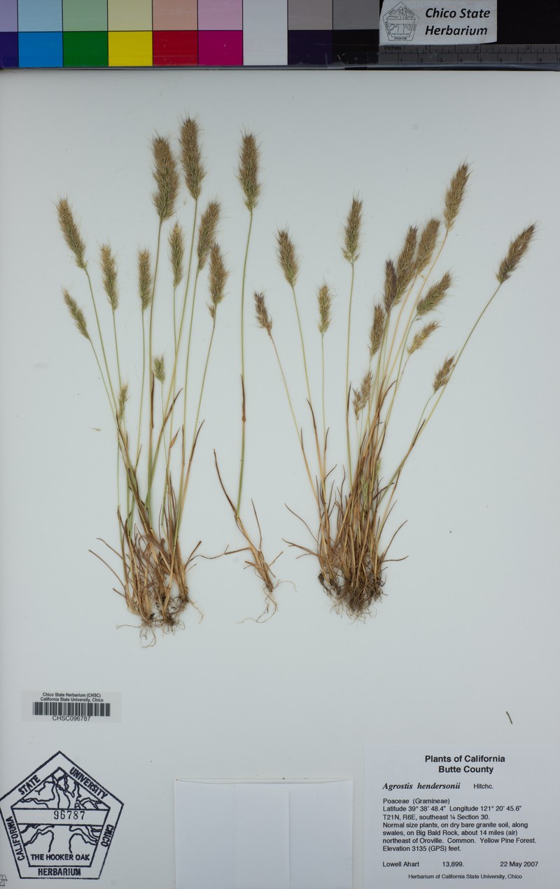 Henderson's Bentgrass photo 3