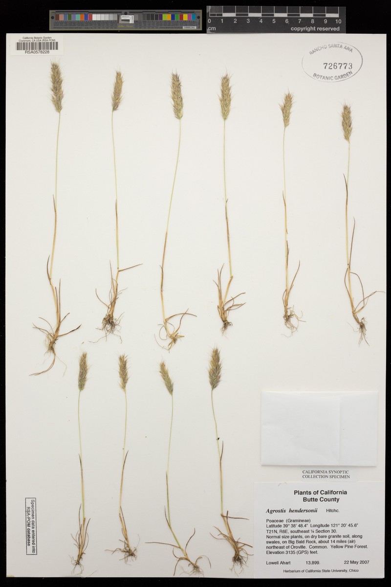 Henderson's Bentgrass photo 4