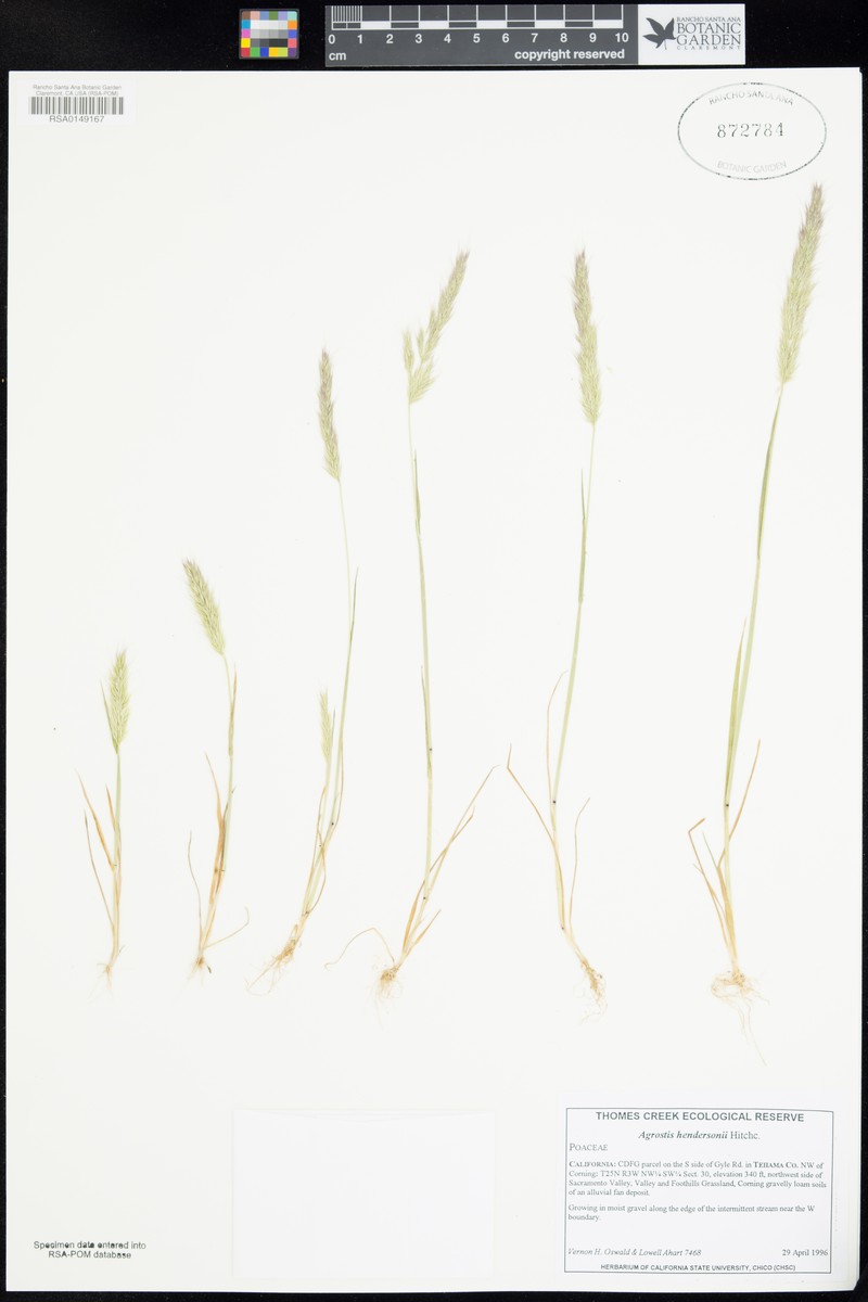 Henderson's Bentgrass photo 8