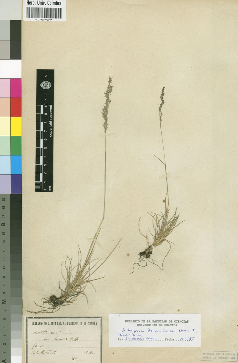 Agrostis hesperica
