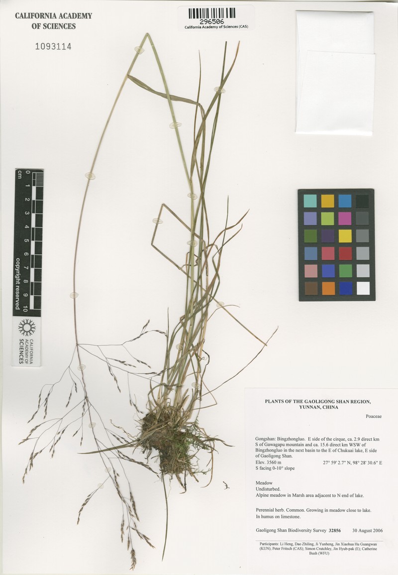 Agrostis hookeriana