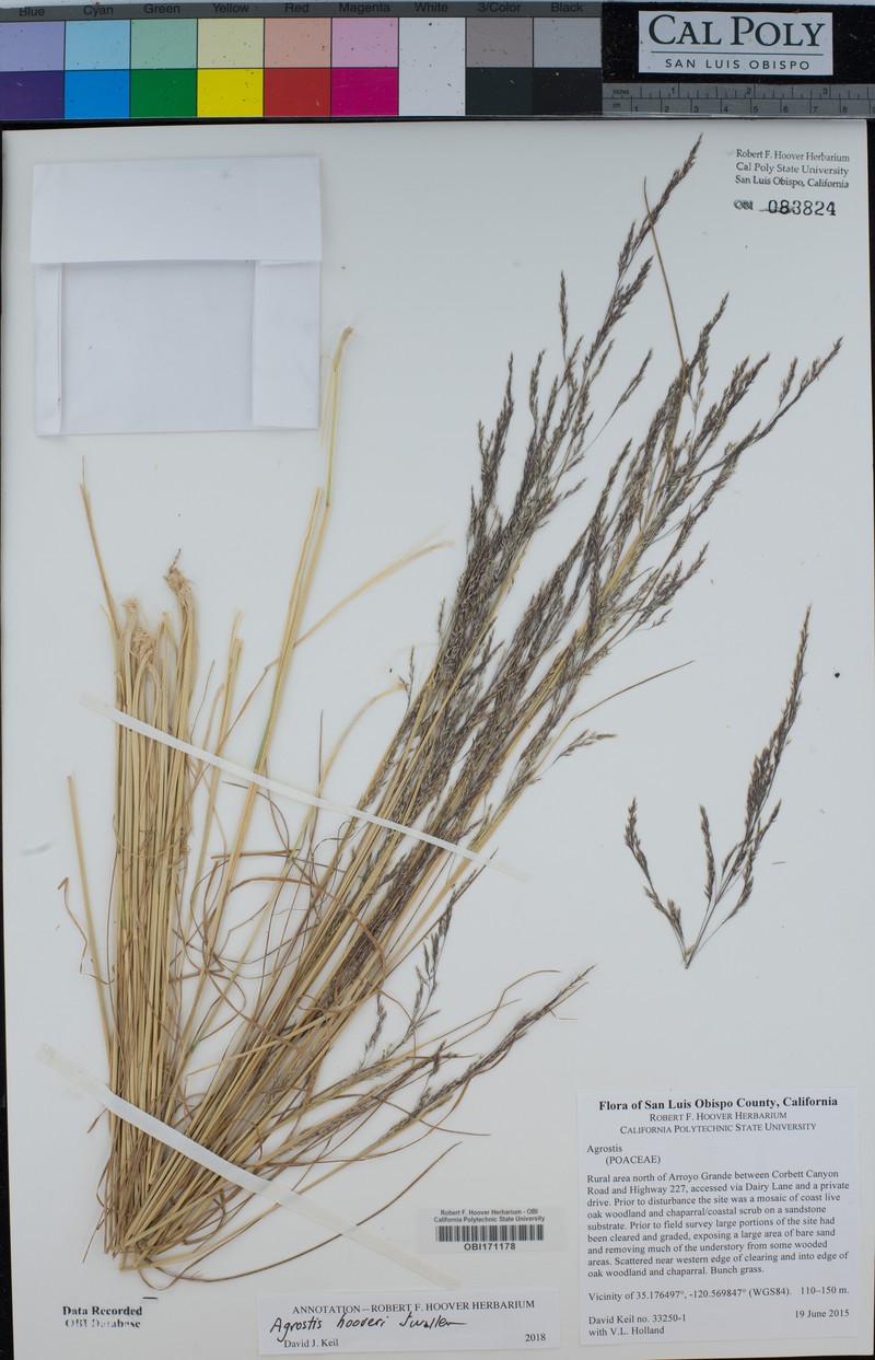 Hoover's Bentgrass photo 3