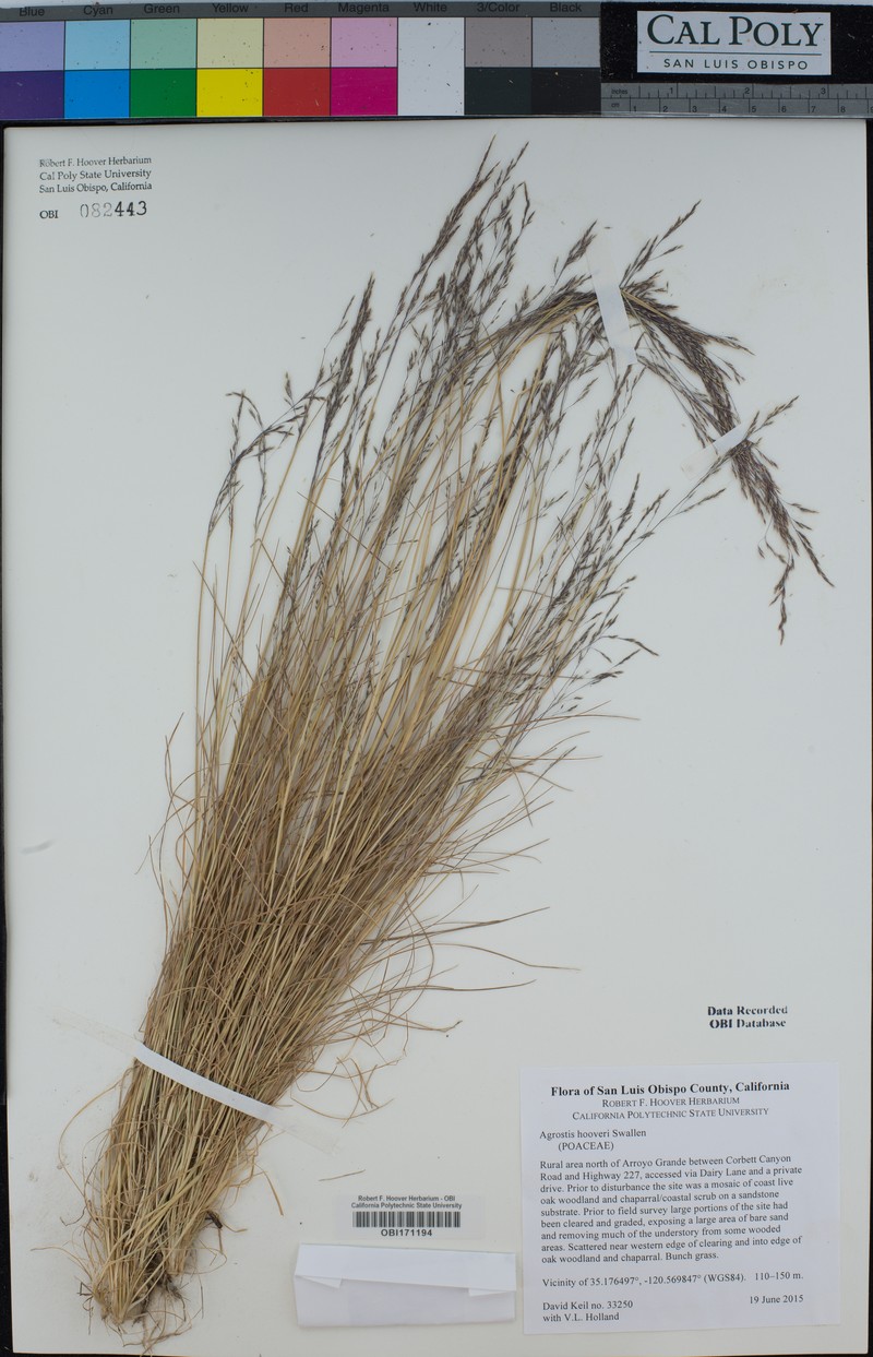 Hoover's Bentgrass photo 4