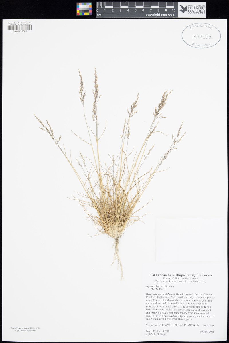 Hoover's Bentgrass photo 5