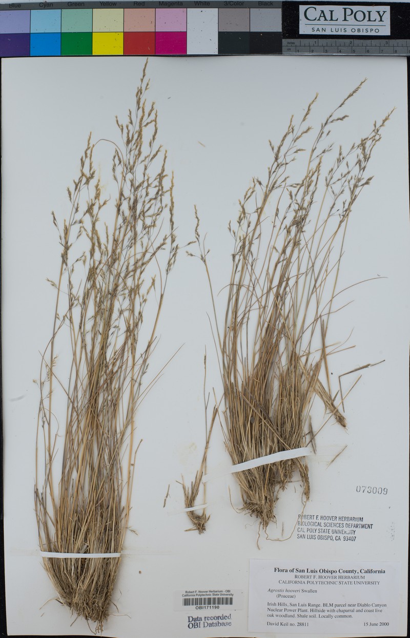 Hoover's Bentgrass photo 6