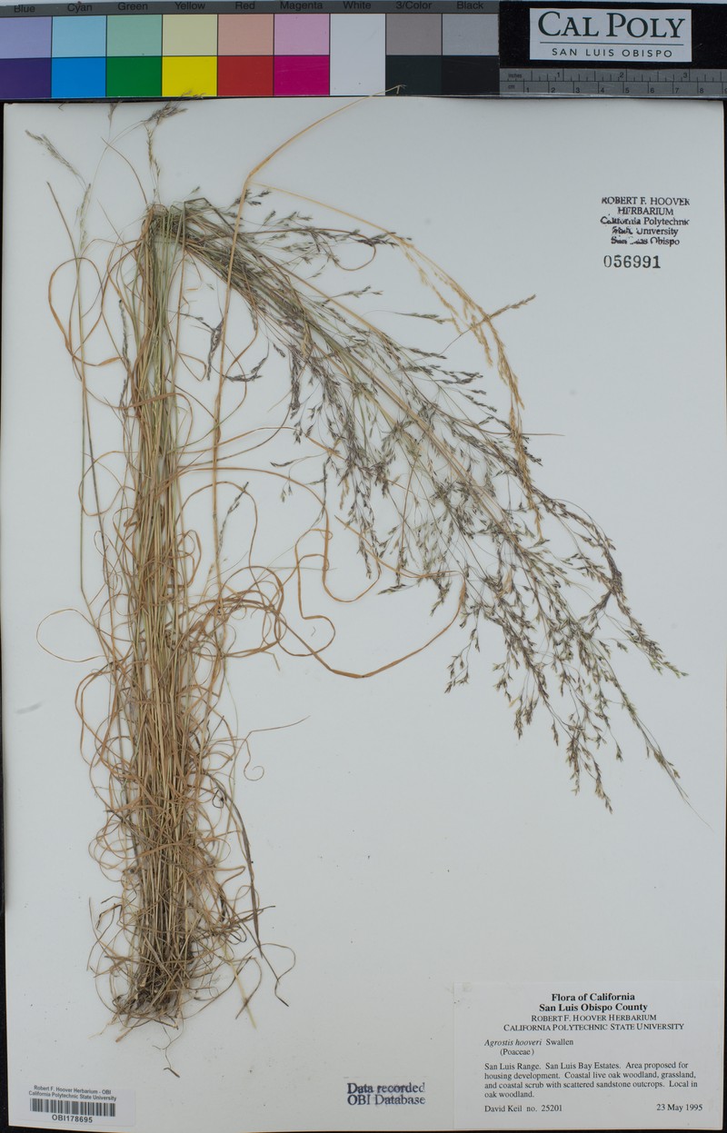 Hoover's Bentgrass photo 7