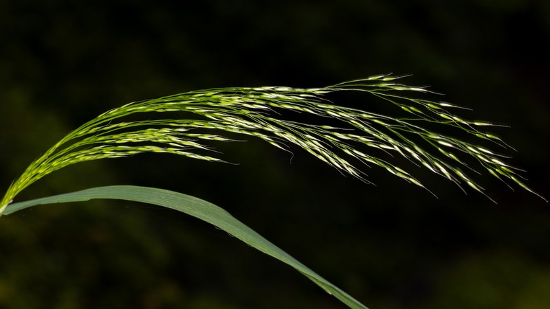 Howell's Bentgrass