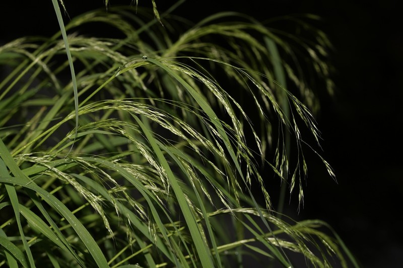 Howell's Bentgrass photo 2