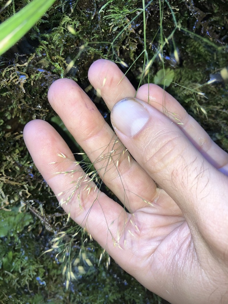Howell's Bentgrass photo 3