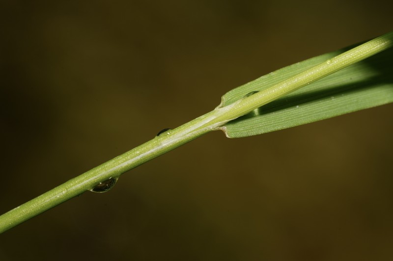 Howell's Bentgrass photo 7