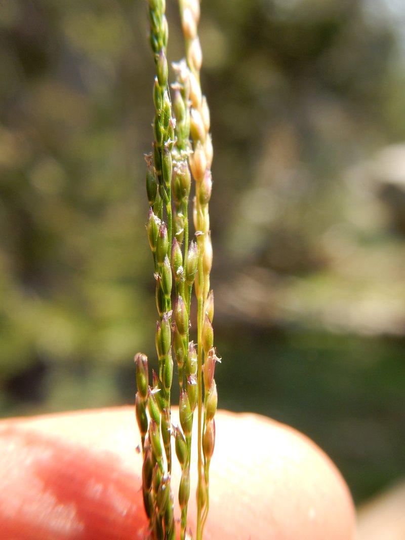 Alpine Bentgrass photo 2