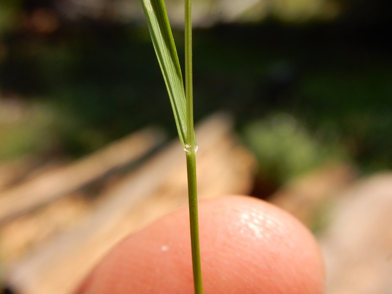 Alpine Bentgrass photo 4