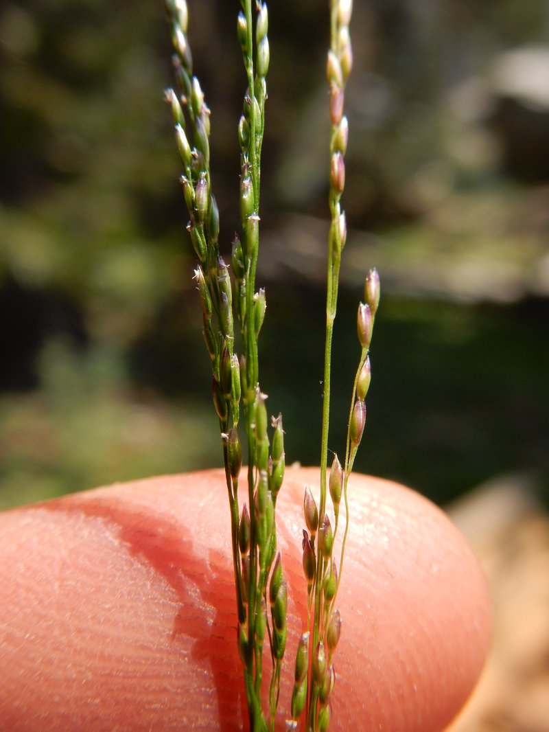 Alpine Bentgrass photo 5