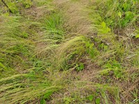 Winter Bentgrass