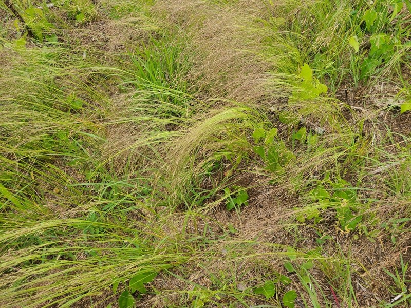Winter Bentgrass