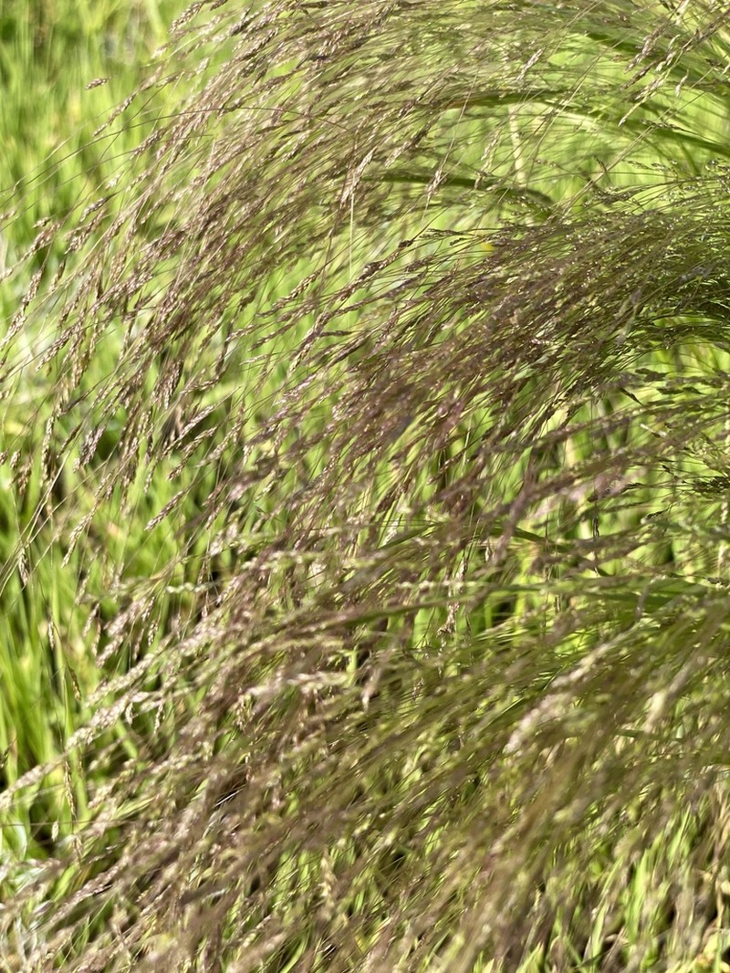Winter Bentgrass photo 2
