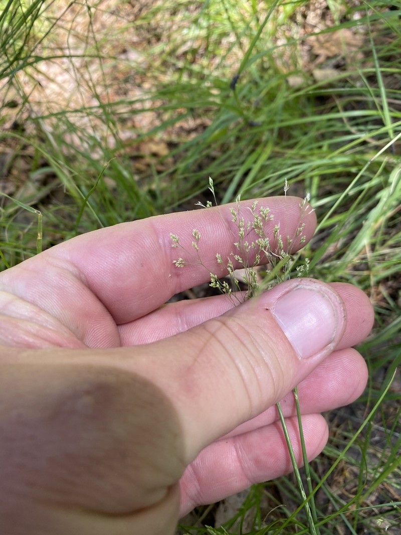 Winter Bentgrass photo 4