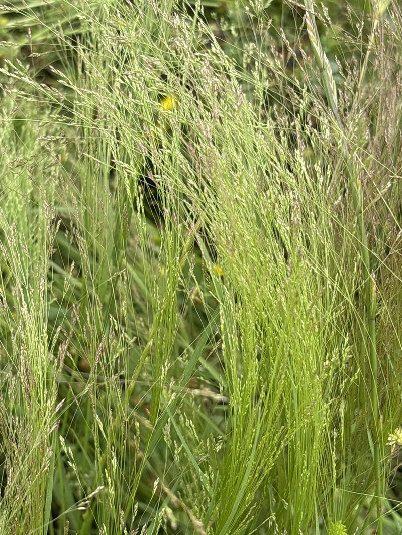Winter Bentgrass photo 7