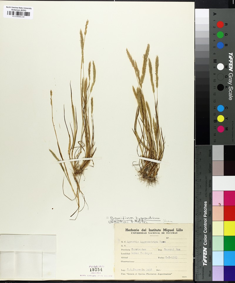Agrostis hygrometrica