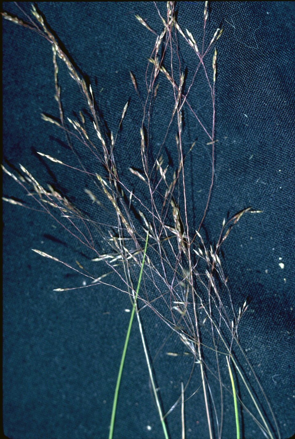 Idaho Bentgrass