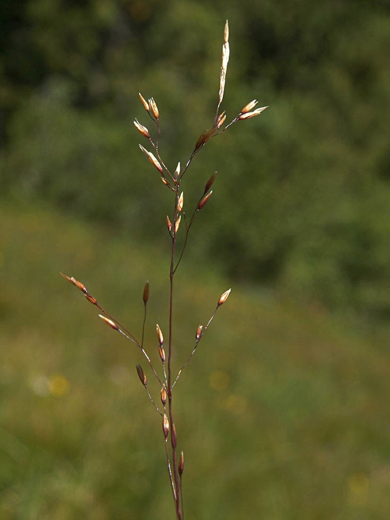 Idaho Bentgrass photo 3