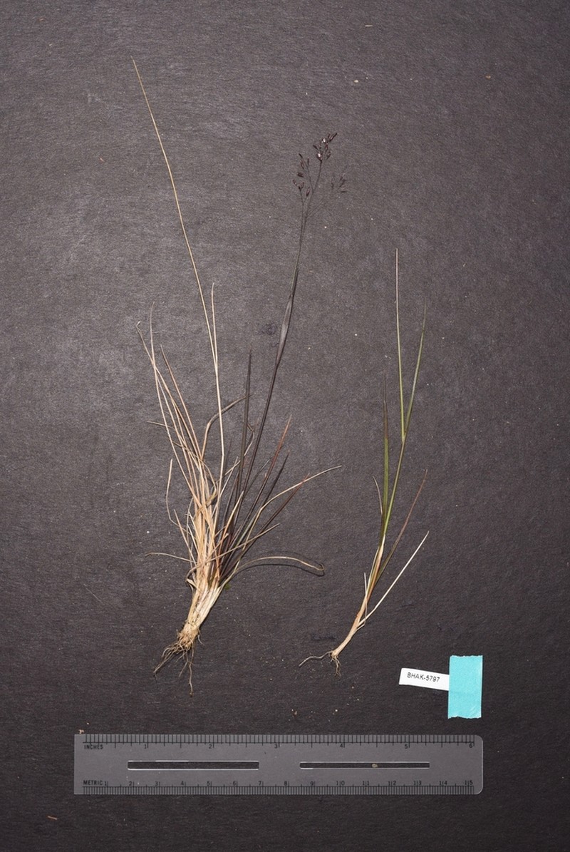 Idaho Bentgrass photo 4